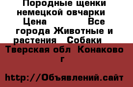 Породные щенки немецкой овчарки › Цена ­ 24 000 - Все города Животные и растения » Собаки   . Тверская обл.,Конаково г.